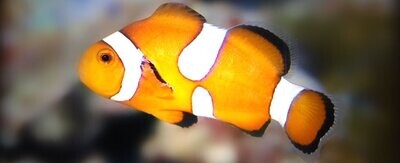 Saltwater Fish