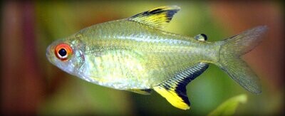 Freshwater Fish