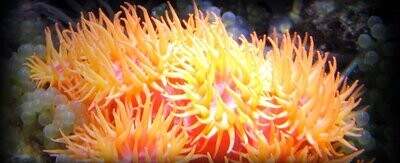 Live Corals