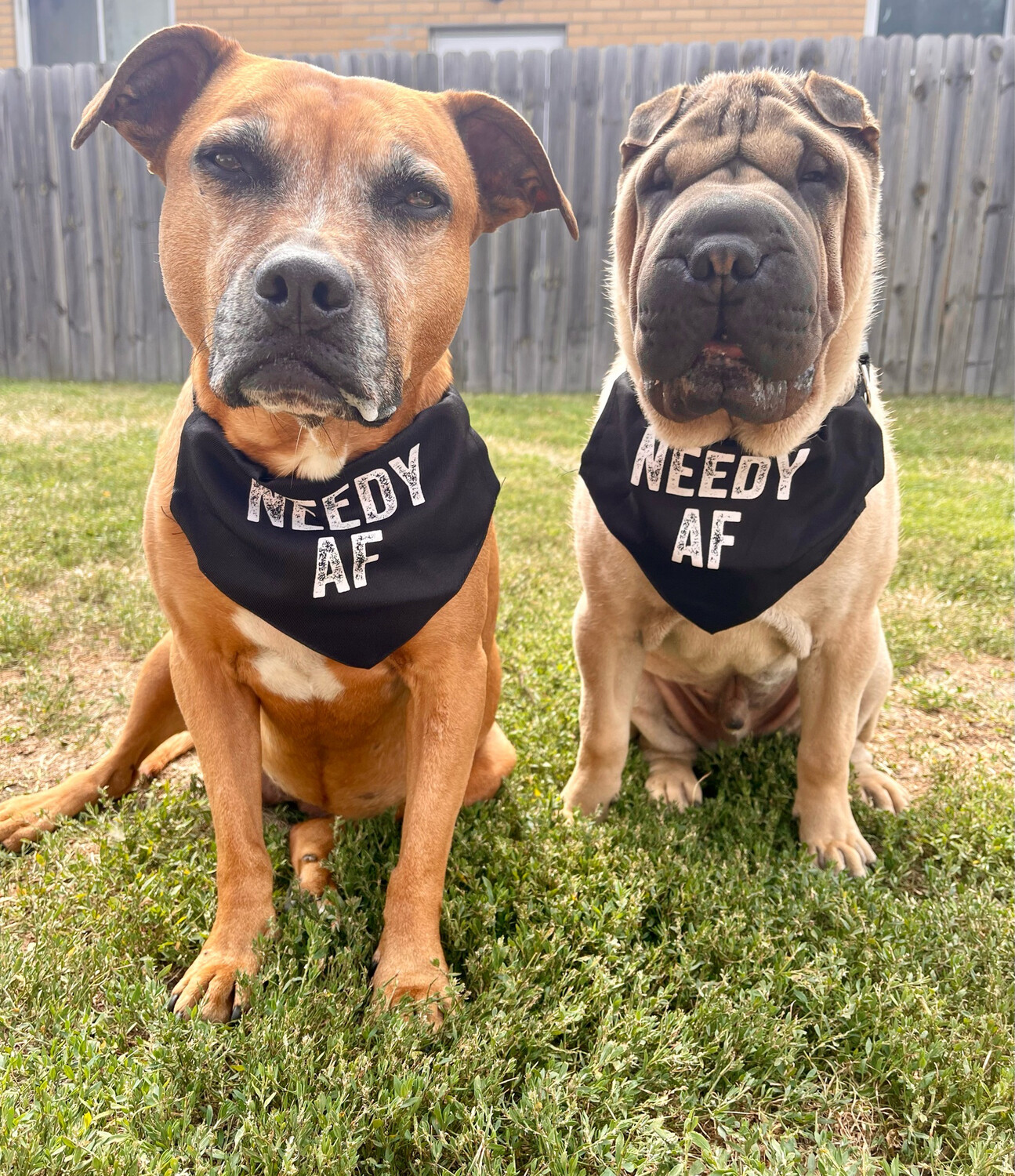 Needy AF Bandana