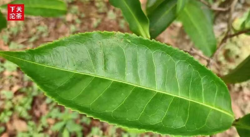 2019 Xiaguan 357g &quot; Fu Chun He Hao&quot;, Bing Dao Lao Zhai,ancient tree tea leaves,raw puerh, High-end rareness tea.