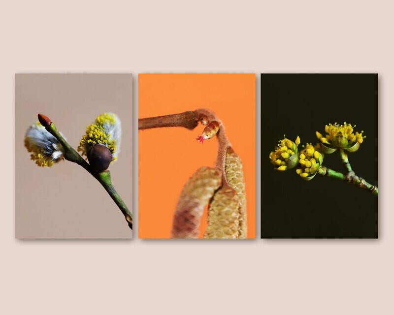 Frühlingsblüten | 3er Postkarten-Set