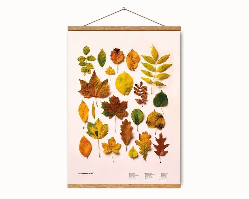 Blattbestimmung | Poster DIN A2 | Mit Posterleiste aus Holz