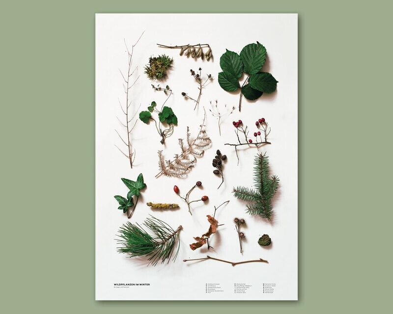 Wildpflanzen im Winter | Poster DIN A2