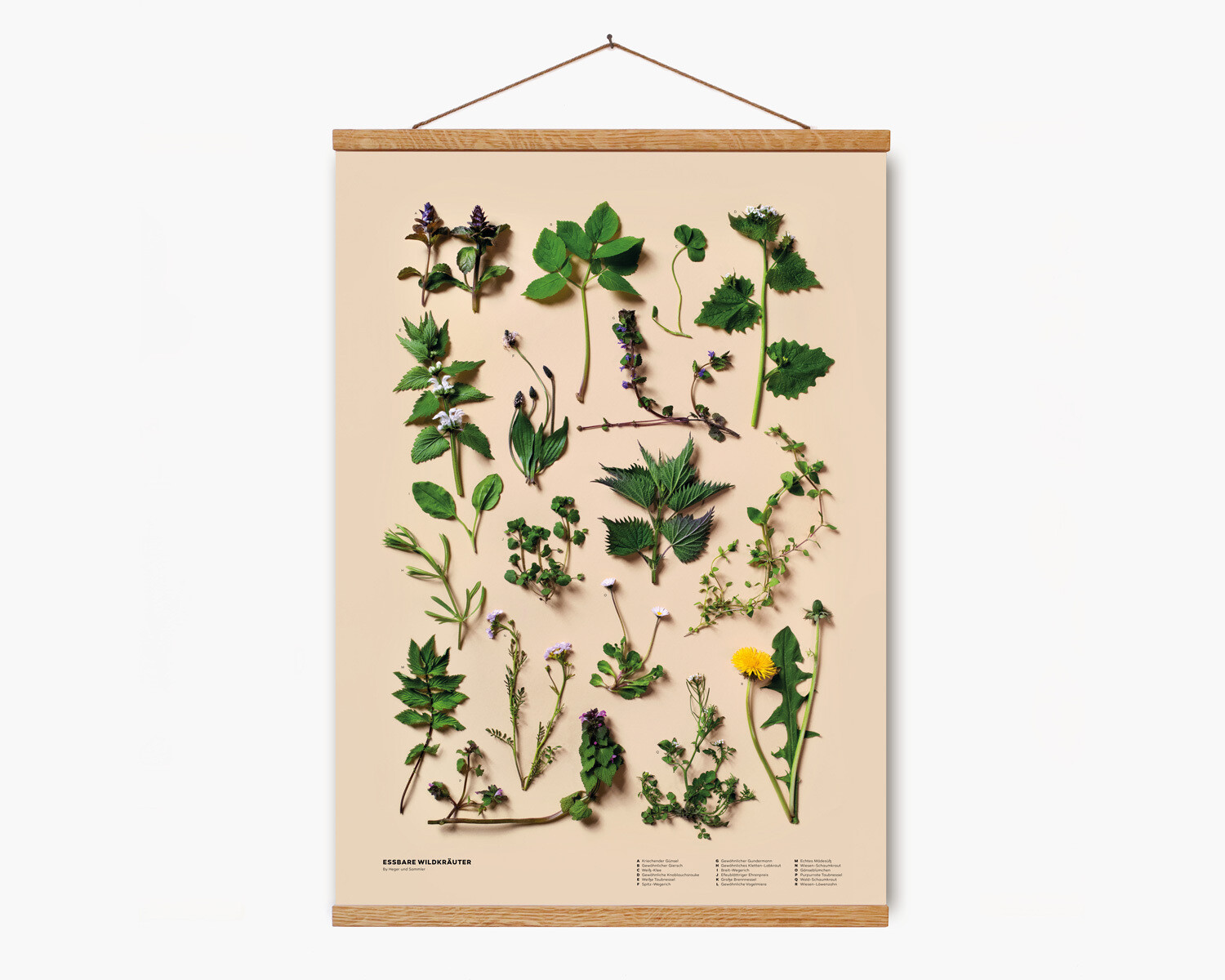 Essbare Wildkräuter | Poster DIN A2