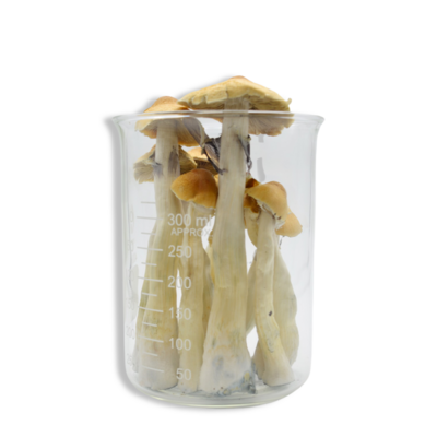 Lyophilized Golden Teacher Magic Mushrooms