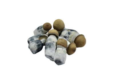 Lyophilized Goldmember Magic Mushrooms