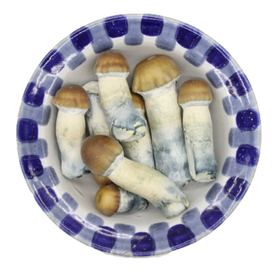 Lyophilized Blue Pulaski Magic Mushrooms