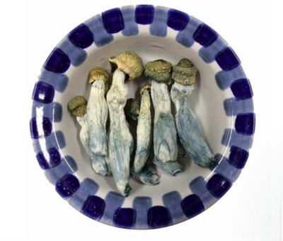 Blue Goba Magic Mushrooms