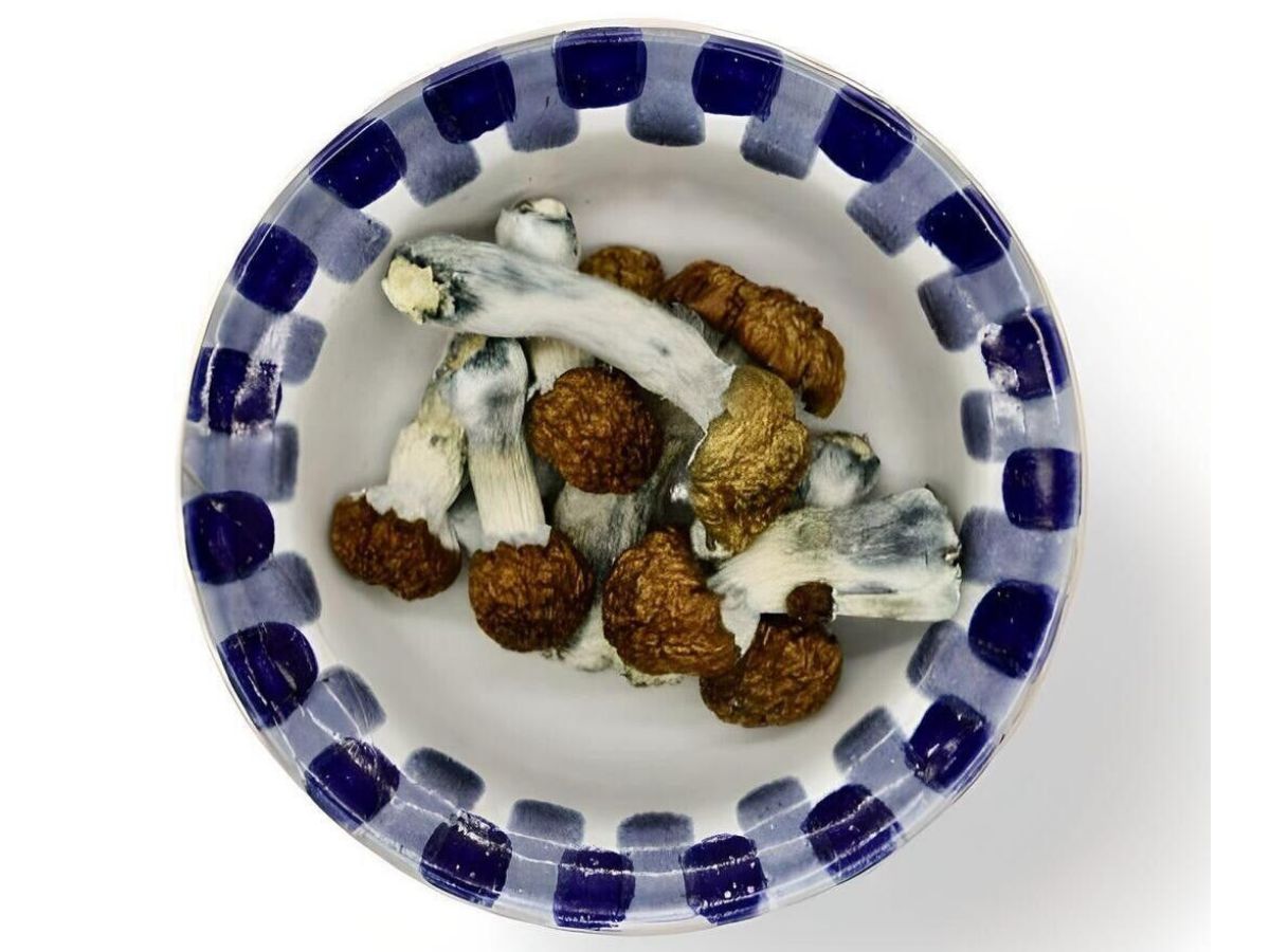 Blue Pulaski Magic Mushrooms