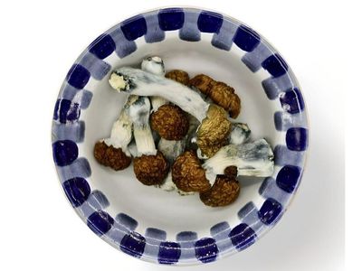 Blue Pulaski Magic Mushrooms