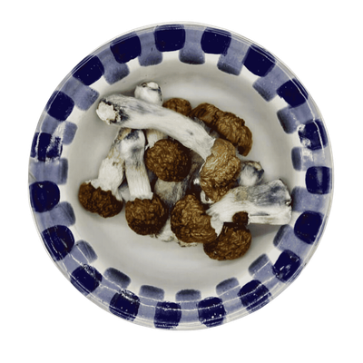 Blue Pulaski Magic Mushrooms