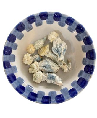 True Albino Teacher  Magic Mushrooms