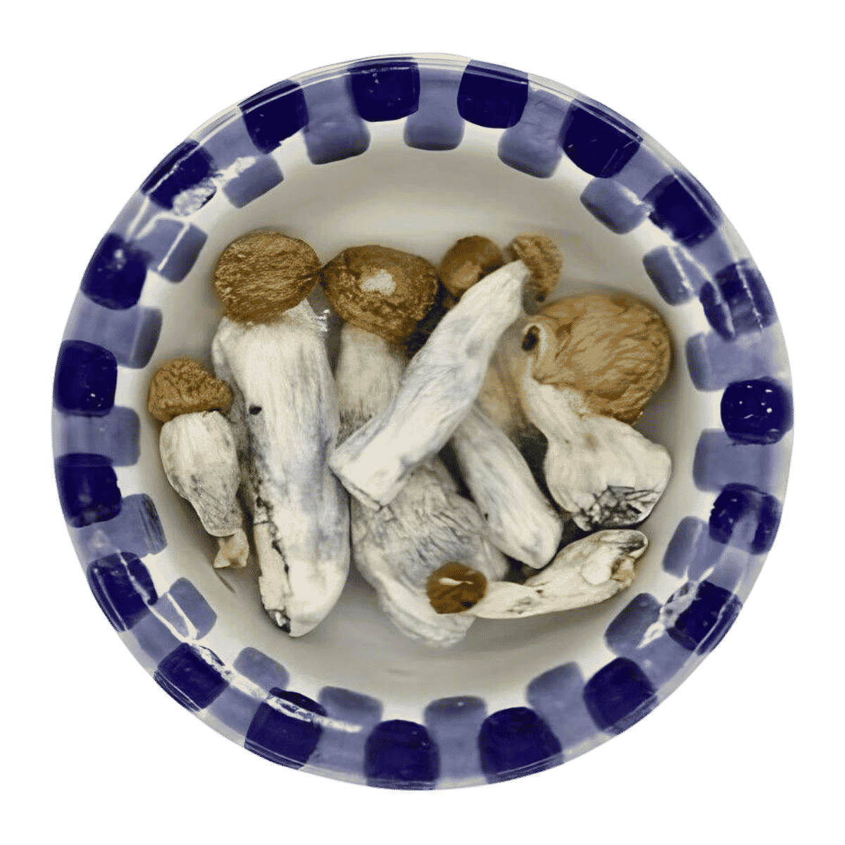 Gold Member  Magic Mushrooms