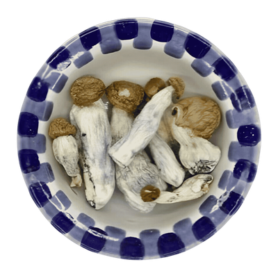 Gold Member  Magic Mushrooms