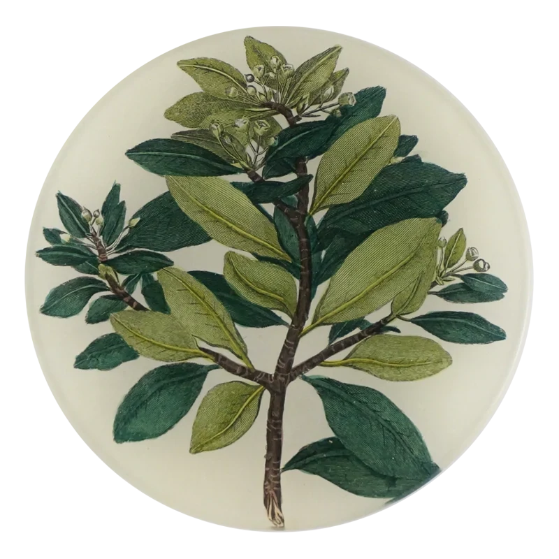 John Derian Decoupage &quot;Winter Cinnamon&quot; 5 3/4&quot; Round Plate