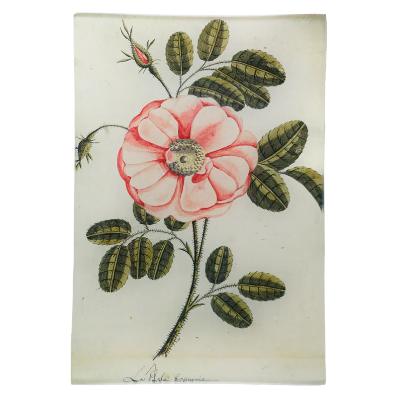 John Derian Painted Rose 6 x 9&quot; Rectangular Tray