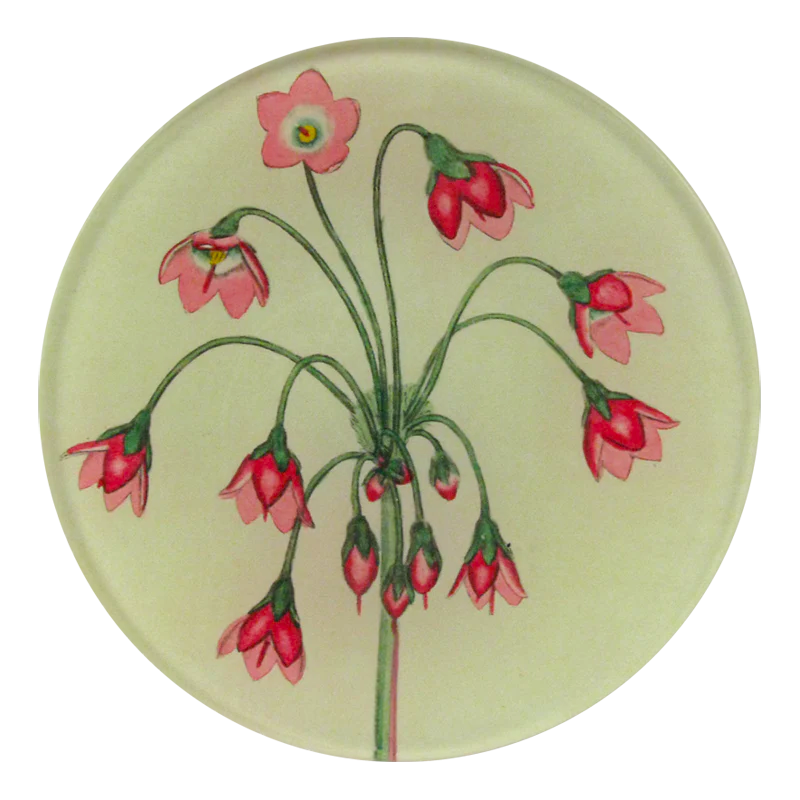 John Derian Cortusa Matthioli 4&quot; Round Plate