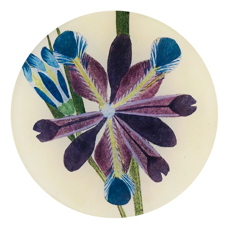 John Derian Purple Iris 5 3/4&quot; Round Plate