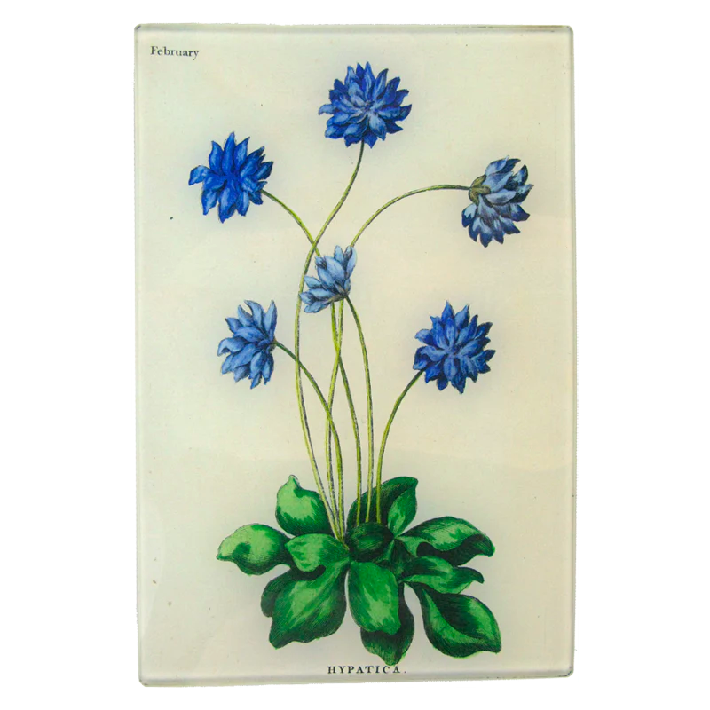 John Derian Hypatica 6 x 9&quot; Rectangular Tray