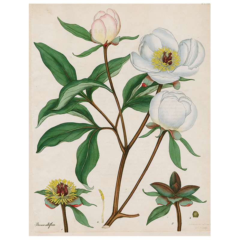 John Derian Peonies 11 x 14&quot; Rectangle Tray