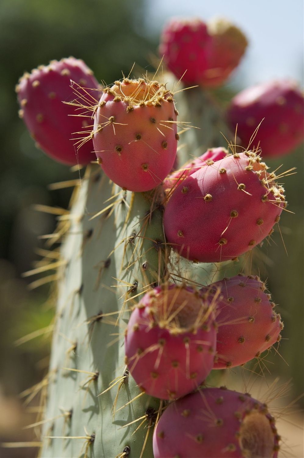 Organic Prickly Pear Oil (Cactus Seed) - 100% Pure Cold Pressed