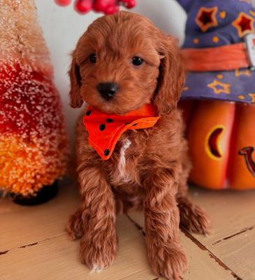 RED COLLAR 