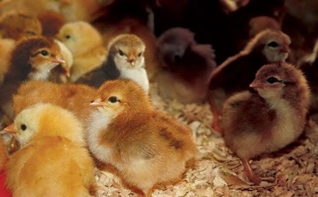 Day old local chicks