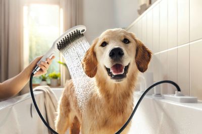 Douchettes pour chien