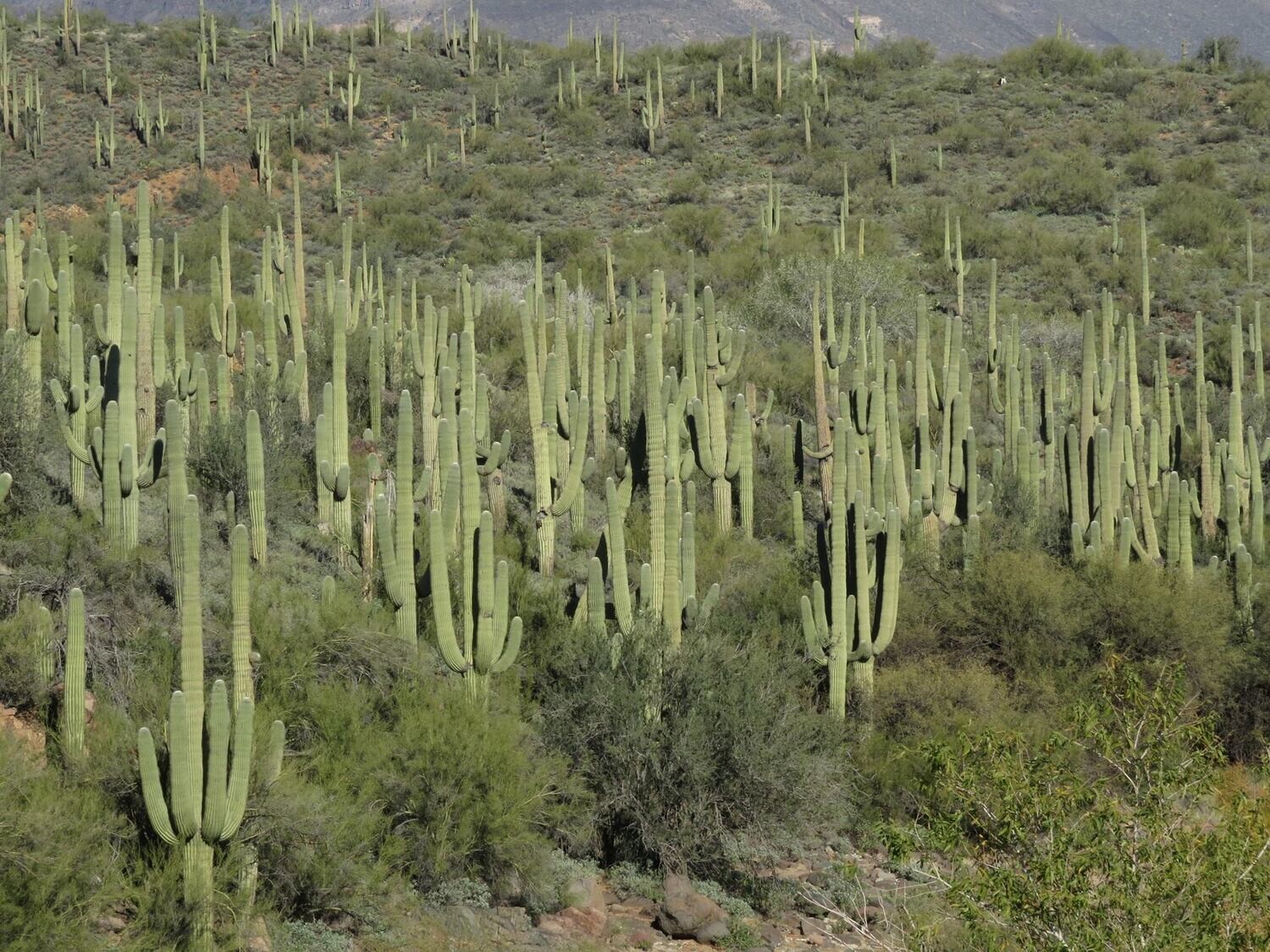 10/29 - 8:30 am - Spur Cross Ranch (Cave Creek) Guided Hike