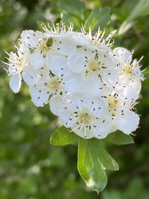 The magic of Hawthorn