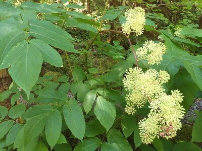 Western Aralia &quot;Ginseng for the lungs&quot;