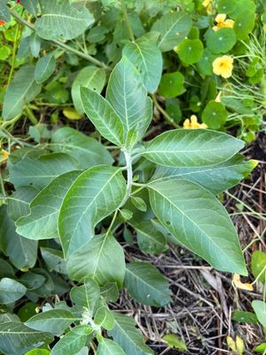 Ashwagandha - A Plant Monograph