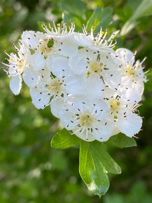 Hawthorn Heart Tonic Syrup Recipe