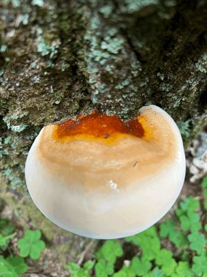 Click here for Mushroom Extracts