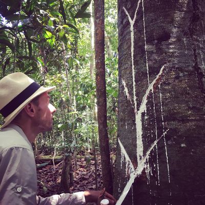 Amazonian Extracts