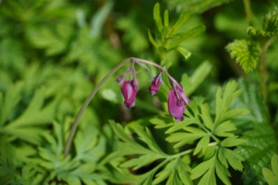 Herbal CSA subscription