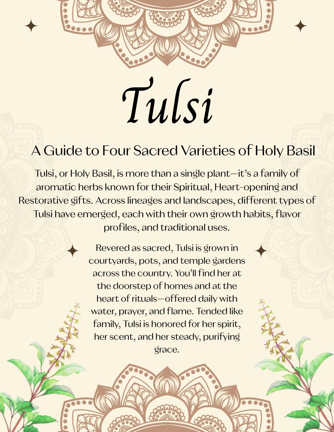 A Guide to Four Sacred Varieties of Holy Basil