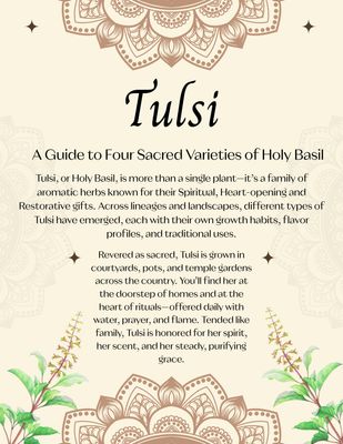 A Guide to Four Sacred Varieties of Holy Basil