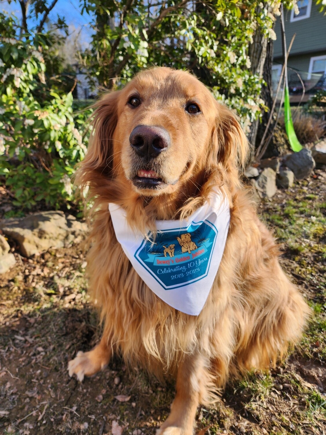 Dewey Golden Jubilee 10 year 2023 Dog Bandana