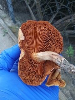&quot;Evening Creek Drive&quot; Gymnopilus luteofolius swab