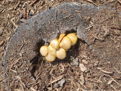 &quot;Palm Viper&quot; Gymnopilus luteofolius swabs