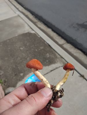 &quot;Holy Polaris&quot;! Gymnopilus luteofolius swabs