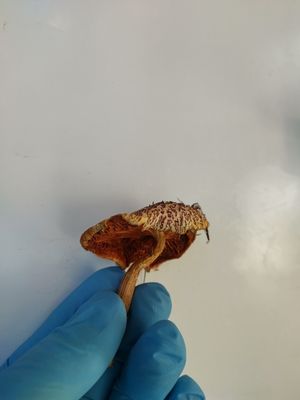 Gymnopilus cyanopalmicola &quot;Muggshot&quot;