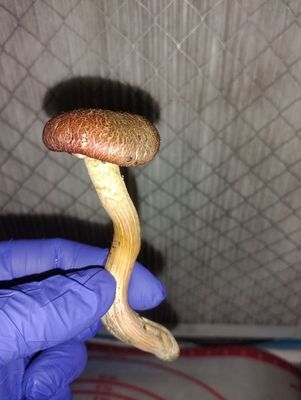 &quot;Erik&#39;s Japanese Elm&quot; Gymnopilus luteofolius swabs