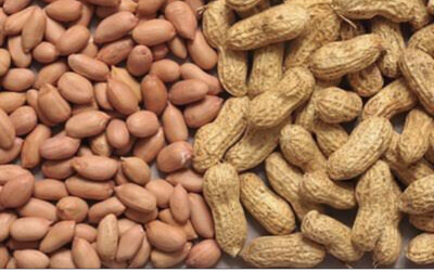 Groundnut