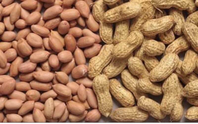 Groundnut