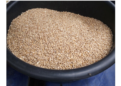 Sesame Seed (BenniSeed)