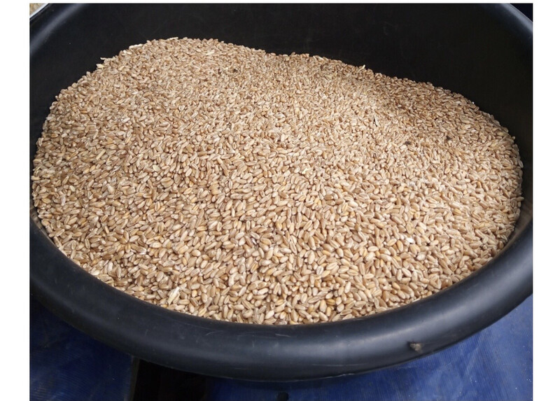 Sesame Seed (BenniSeed)