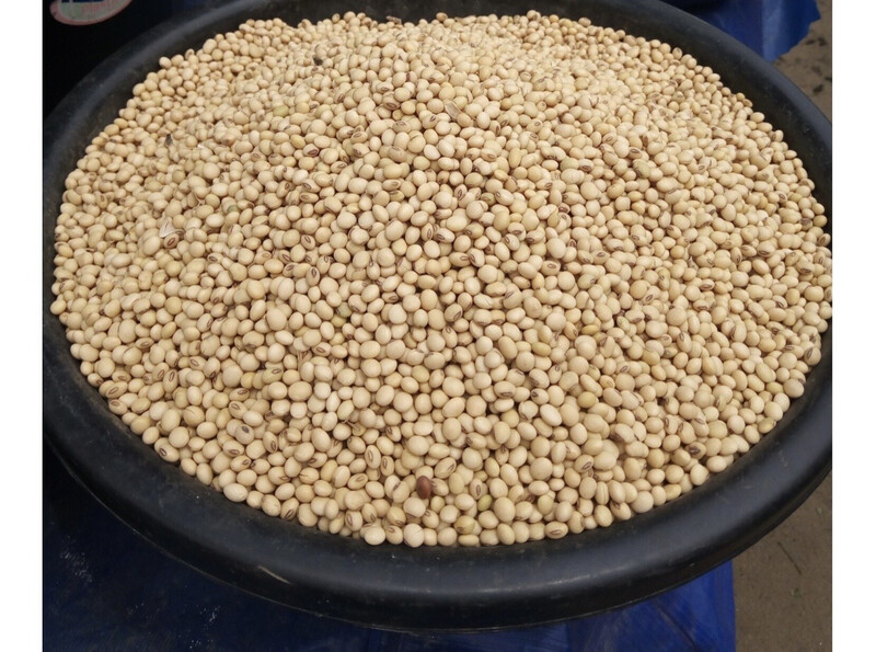 Soya Beans